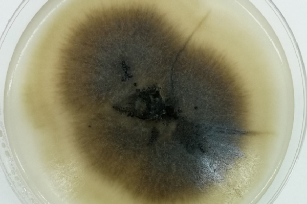 Gubkin University scientists identified microorganisms for environmentally friendly decomposition of spent metalworking fluids Gubkin University scientists identified microorganisms for environmentally friendly decomposition of spent metalworking fluids